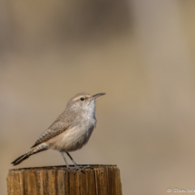 Rock Wren-01
