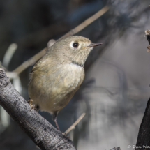 Ruby-crowned Kinglet-04