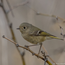 Ruby-crowned Kinglet-08