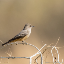 Say's Phoebe-05