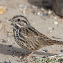 Song Sparrow-01