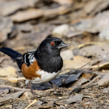 Spotted Towhee-02