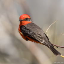 Vermilion Flycatcher-Male-16