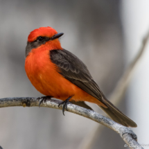 Vermilion Flycatcher-Male-50