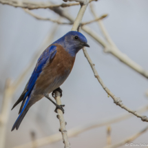 Western Bluebird-15