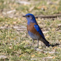 Western Bluebird-19