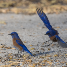 Western Bluebird-25