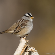White-crowned Sparrow-04