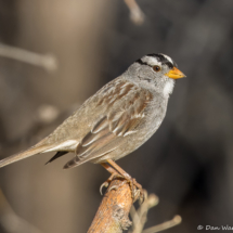 White-crowned Sparrow-16
