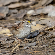White-throated Sparrow-02