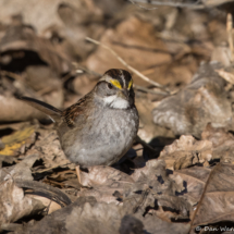 White-throated Sparrow-08