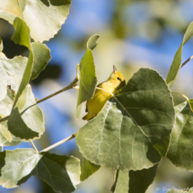 Yellow Warbler-01