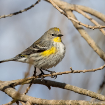 Yellow-rumped Warbler-02