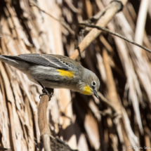 Yellow-rumped Warbler-05