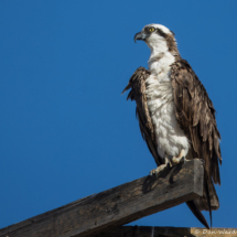 Osprey-08