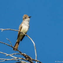 Ash-throated Flycatcher-05