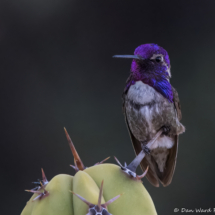 Costas Hummingbird-Male-17