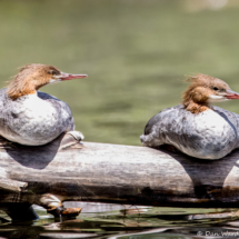 Common Merganser-05