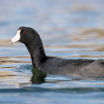 American Coot-01