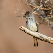 Ash-throated Flycatcher-04