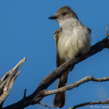 Ash-throated Flycatcher-08