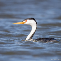 Clark's Grebe-04