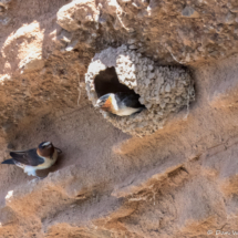 Cliff Swallows-04