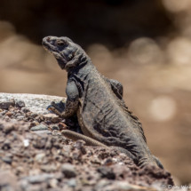 Common Chuckwalla-01