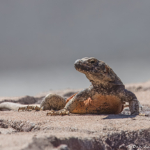 Common Chuckwalla-03