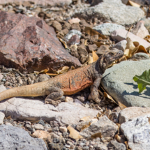 Common Chuckwalla-07