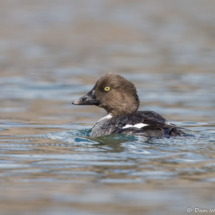Common Goldeneye-Female-01