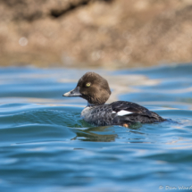Common Goldeneye-Female-03