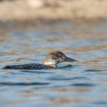 Common Loon-03