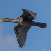Double-crested Cormorant-03