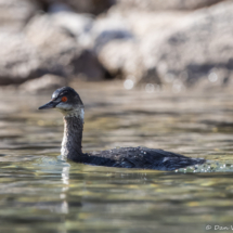 Eared Grebe-02