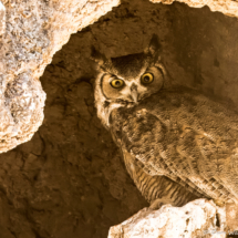Great Horned Owl-01