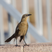 Great-tailed Grackle-Female-01