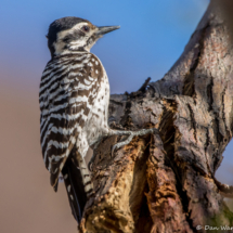 Ladder-backed Woodpecker-01