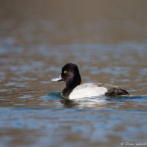 Lesser Scaup-05