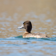 Lesser Scaup-06