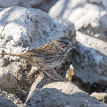 Lincoln's Sparrow-01