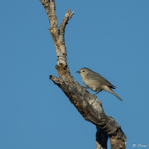 Lucy's Warbler-03