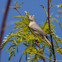 Lucy's Warbler-06