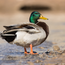Mallard-02