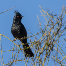 Phainopepla-Male-02