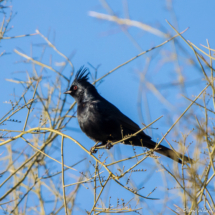 Phainopepla-Male-03