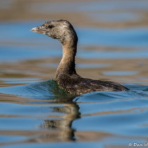 Pied-billed Grebe-03