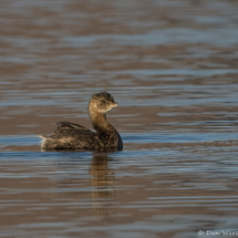 Pied-billed Grebe-03