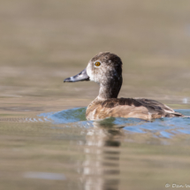 Ring-necked Duck-02