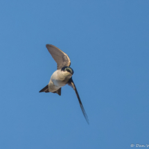 Tree Swallow-03